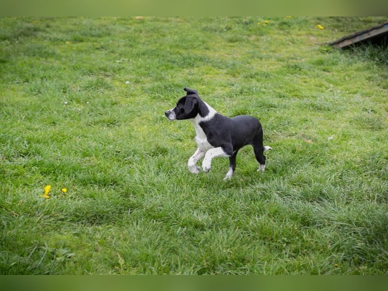 Welpe HUBSI - der fröhliche und lebhafte kleine Junge sucht eine unternehmungslustige Familie!