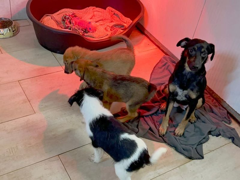 Welpe Chip-Nr. 275733 - ich bringe eine große Portion Leben und Frohsinn in dein Zuhause!