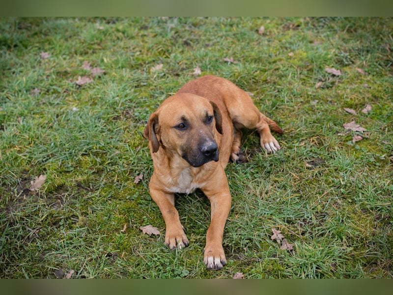 ZINO - ich mag Menschen und Artgenossen und suche ein tolles Zuhause!