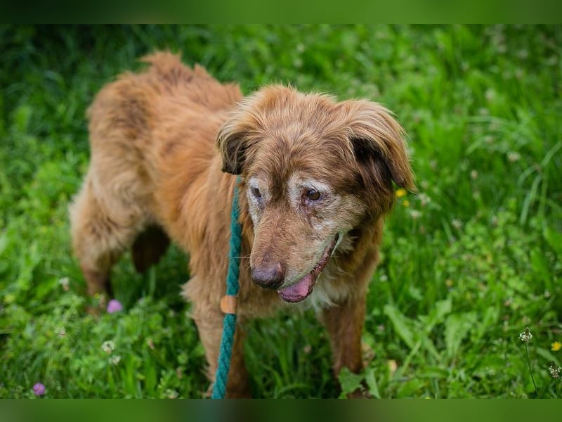 ARCHIE - wer schenkt dem lieben Senior noch ein gemütliches Zuhause?