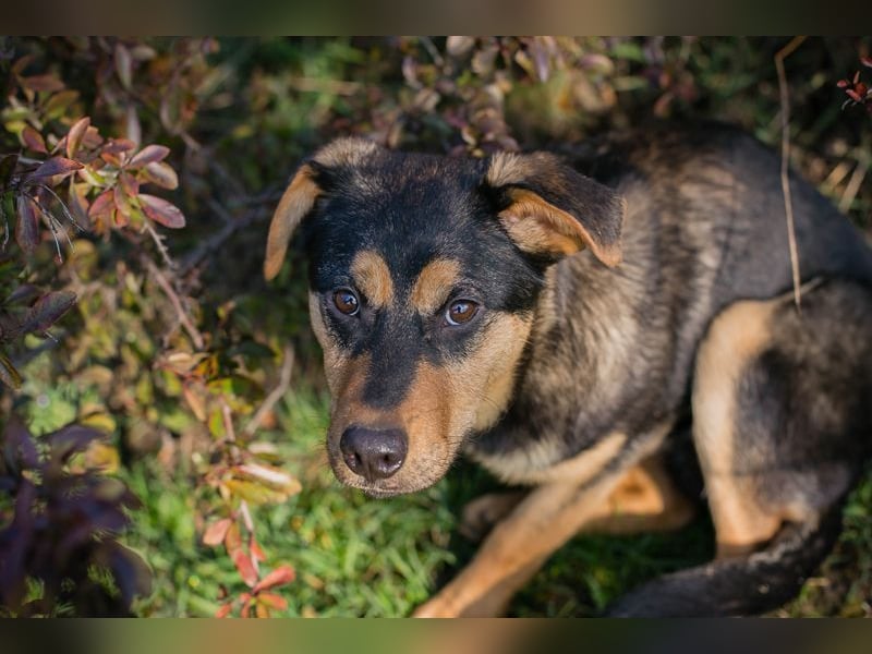 BAILEY - ich möchte so gerne ein Teil deiner Familie sein!