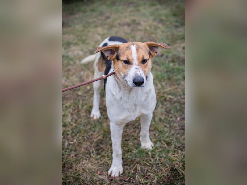 TOTO - der große und aktive Junghund möchte mit seinen Menschen die Welt entdecken!