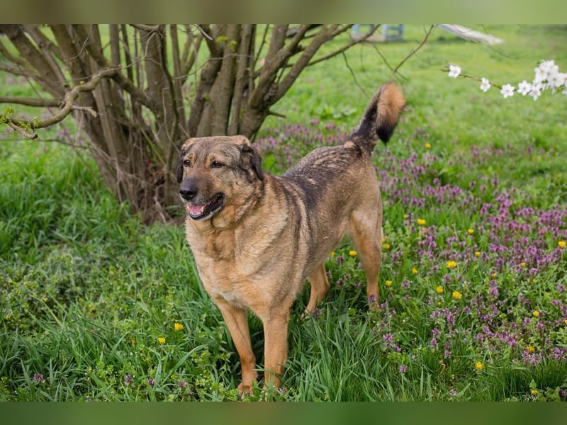 SMILEY - Die, die immer lacht.....Wo ist mein Körbchen?