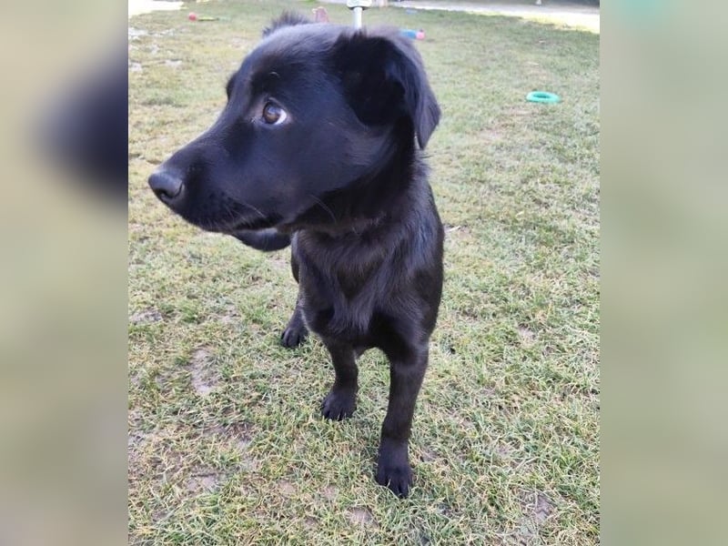 Welpe KORO - wenn ich groß bin möchte ich ein richtiger Familienhund sein!