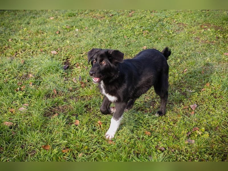 SENTA - diese tolle Begleiterin sucht ein liebevolles Für-Immer Zuhause