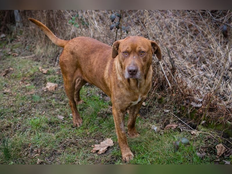 LIO - der hübsche Rüde möchte mit seiner Familie die Welt entdecken!