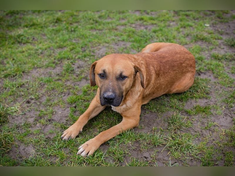 ZINO - ich mag Menschen und Artgenossen und suche ein tolles Zuhause!