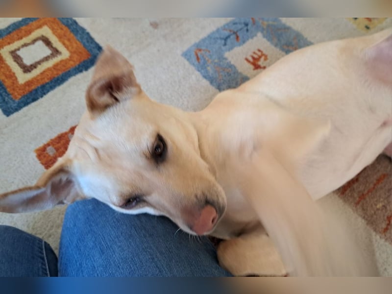 LEO - wer sucht einen treuen Begleiter fürs Leben?