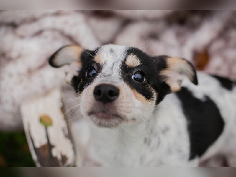 Welpe Chip-Nr. 253319 - die kleine Maus wartet sehnsüchtig auf eine eigene Familie!