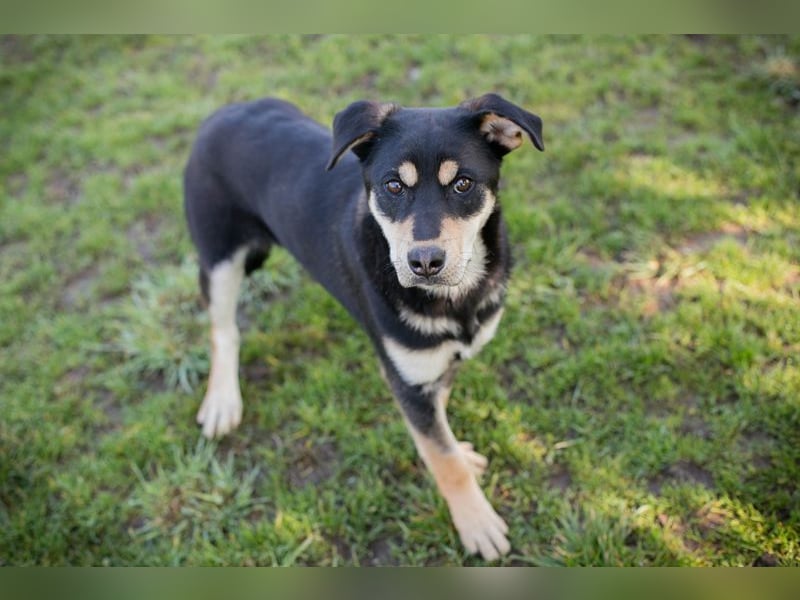 Chip-Nr. 271760 - ich suche ein liebevolles Zuhause in dem ich ein echtes Familienmitglied bin!