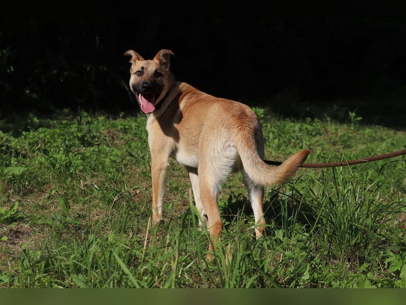 HENRY - der intelligente und energische Rüde lernt sehr gern und mag Artgenossen