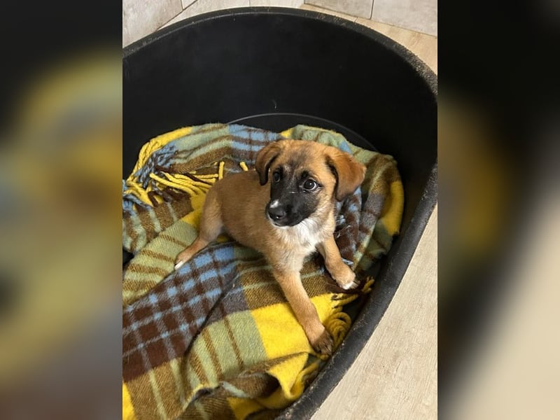 Welpe LEILA - wer möchte mit mir lernen, spielen, kuscheln und mich nie mehr alleine lassen?