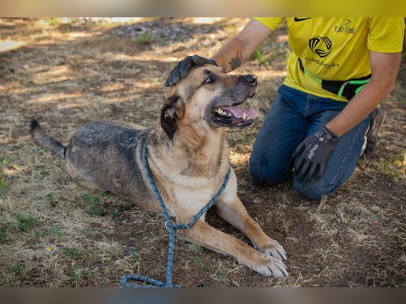 AMIRO - wer zeigt dem hübschen, kräftigen Jungen wie ein tolles Hundeleben aussieht?