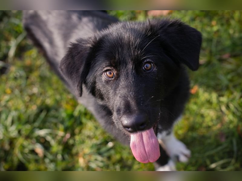 SENTA - diese tolle Begleiterin sucht ein liebevolles Für-Immer Zuhause