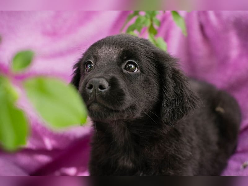 Welpe LOTTI - das goldige kleine Mädchen mit den Kulleräuglein sucht ein liebevolles Zuhause!