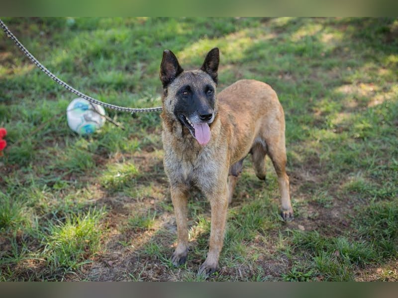 JOSIE - die Malinoishündin (Mix) sucht Menschen, die sich mit dieser Hunderasse etwas auskennen
