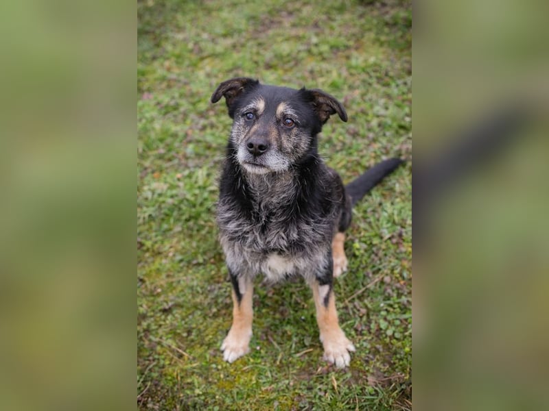 Chip-Nr. 271455 - ich  freue mich darauf, mit meinen Menschen die Welt zu entdecken!