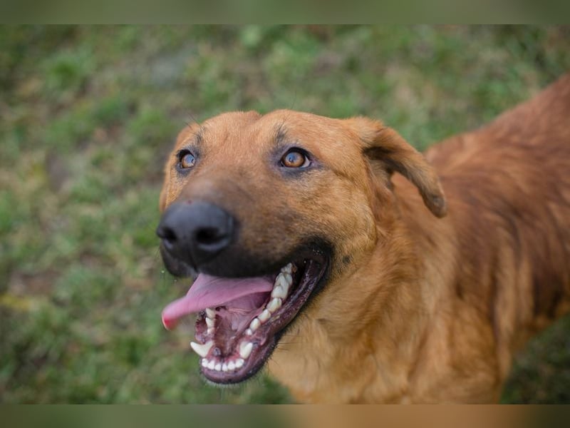 BENNY - der aufgeschlossene Rüde möchte so gern dein vierbeiniger Begleiter sein!