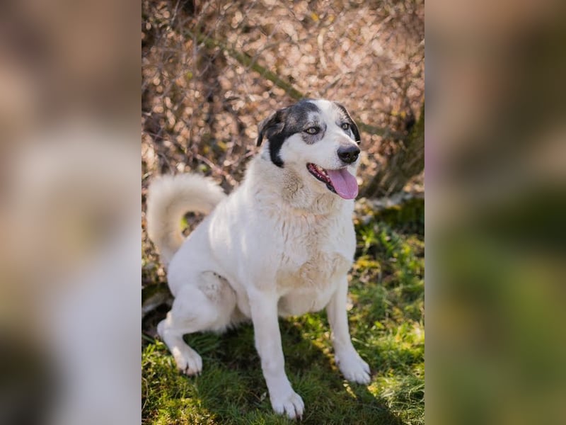 FLY - die nette und aufgeschlossene Hündin liebt Menschen und andere Hunde