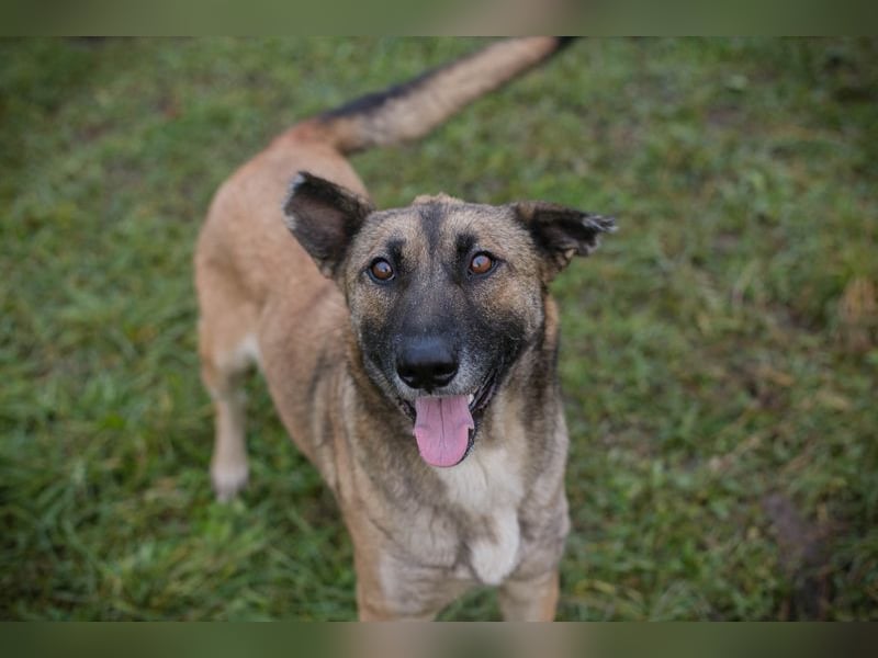 SAMAYA - die muntere und aktive Hündin freut sich auf tolle Abenteuer mit ihren Menschen