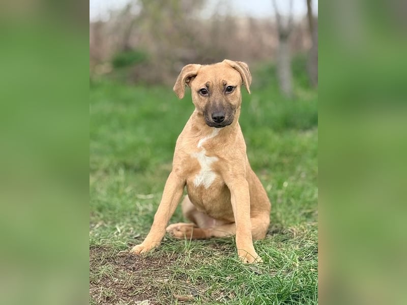 GRACE - die aktive, verspielte und menschenbezogene Maus sucht ein liebevolles Zuhause!