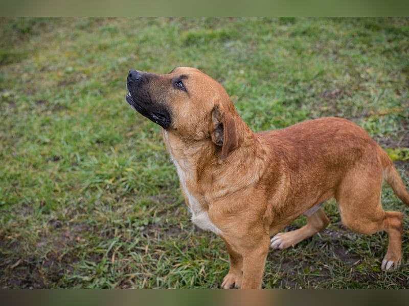 ZINO - ich mag Menschen und Artgenossen und suche ein tolles Zuhause!