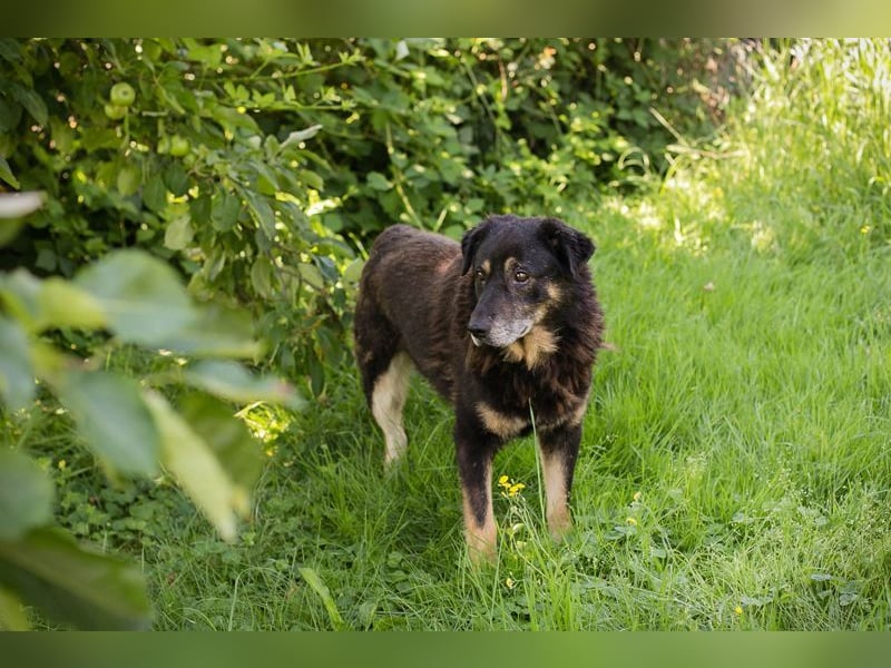 ELWOOD - der liebe und zugängliche Kamerad freut sich auf sein eigenes Zuhause