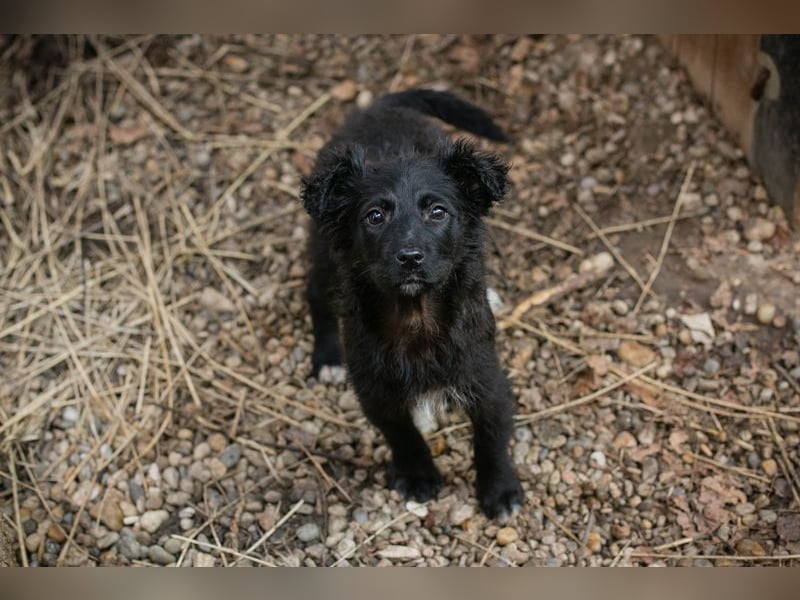 Welpe Chip-Nr. 271729 - das süße Mädel bringt ein große Portion Leben und Frohsinn in ihr Zuhause!