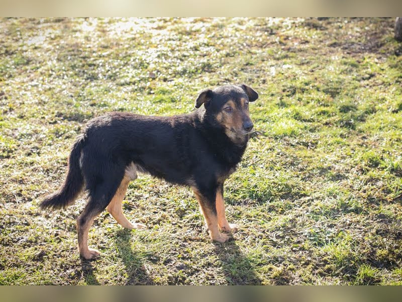 LEVEL - der vorsichtige, liebe Rüde mag Artgenossen und sucht eine geduldige Familie