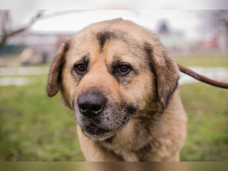 DANYLO - der aufgeschlossene und neugierige, kräftige Rüde sucht ein tolles Zuhause!