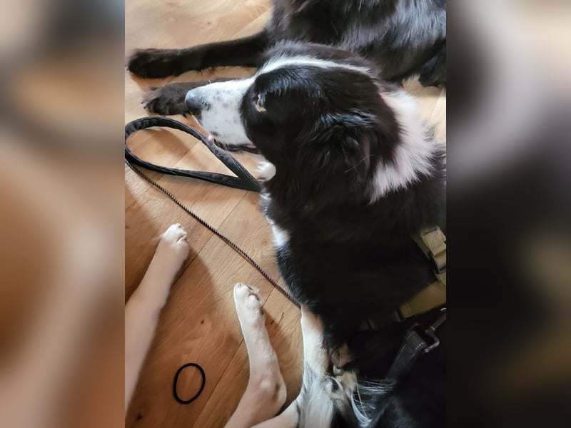 ARKANI - ich brauche Regeln und Führung und suche konsequente Menschen!