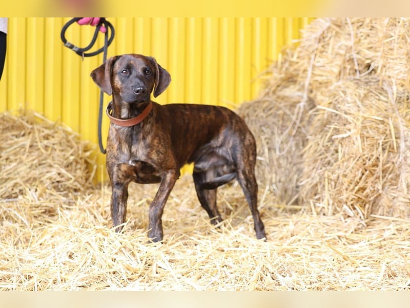 REX - Aktiv, verspielt, zurückhaltend.....wer möchte mit ihm lange Spaziergänge machen???