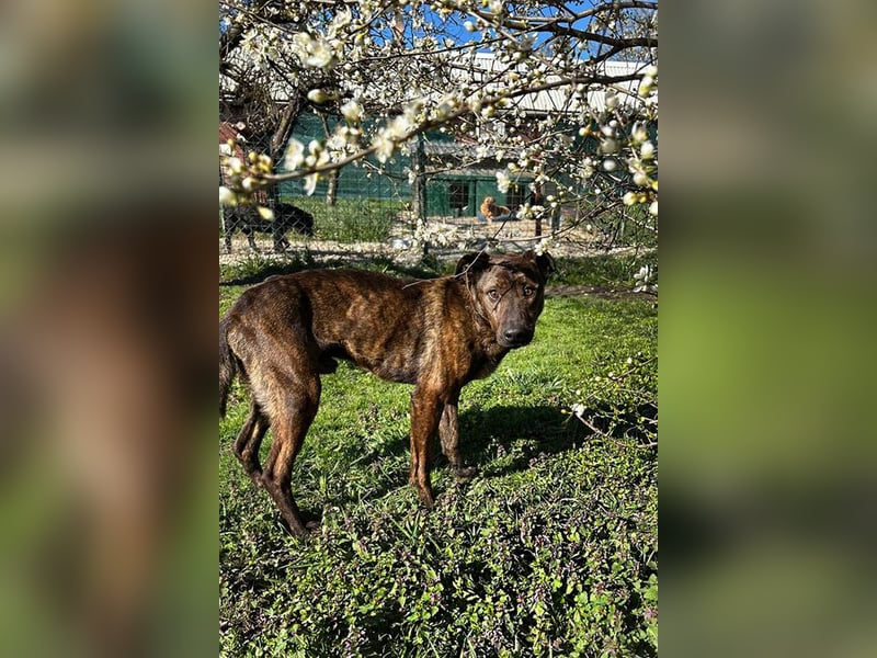 LEHMANN - der hübsche Rüde sucht ein liebevolles Für-Immer Zuhause