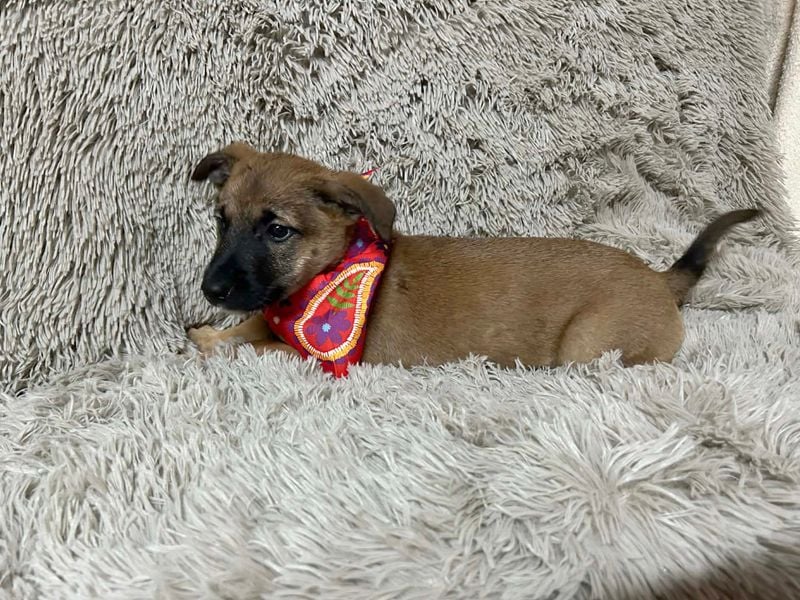 Welpe Chip-Nr. 273268 - welche liebe Familie zeigt mir, wie schön ein Hundeleben sein kann?