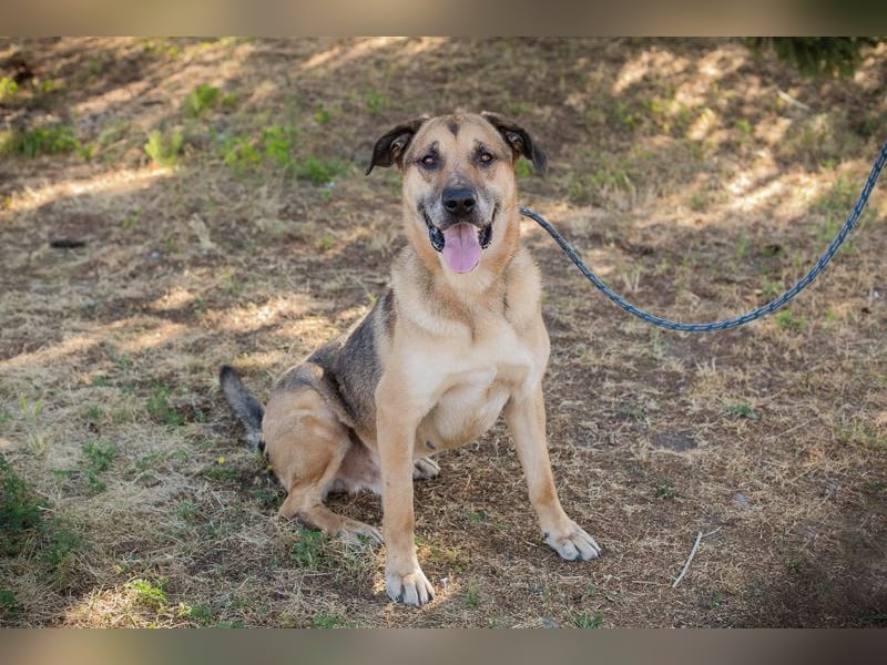 AMIRO - wer zeigt dem hübschen, kräftigen Jungen wie ein tolles Hundeleben aussieht?