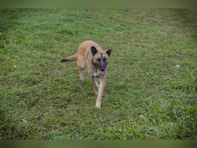 SAMAYA - die muntere und aktive Hündin freut sich auf tolle Abenteuer mit ihren Menschen