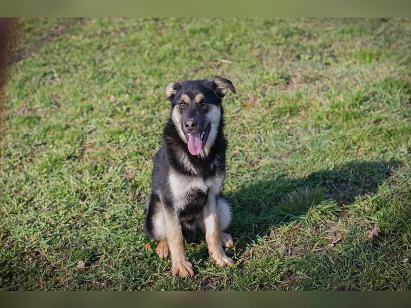 Chip-Nr. 260490 - wenn ich groß bin möchte ich ein richtiger Familienhund sein!