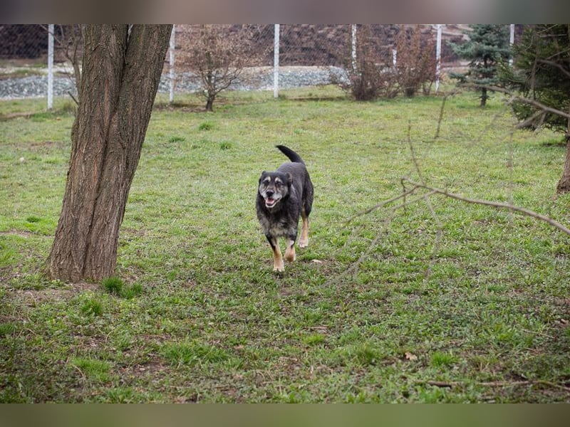 Chip-Nr. 271455 - ich  freue mich darauf, mit meinen Menschen die Welt zu entdecken!