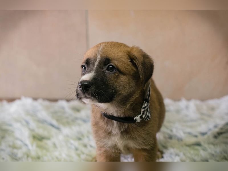 Welpe Chip-Nr. 256861 - ich suche einen Namen und am besten auch gleich ein eigenes Zuhause!