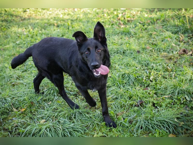 REX - black is beautiful - lernen und spielen sind meine Hobbies und ich suche ein tolles Zuhause!