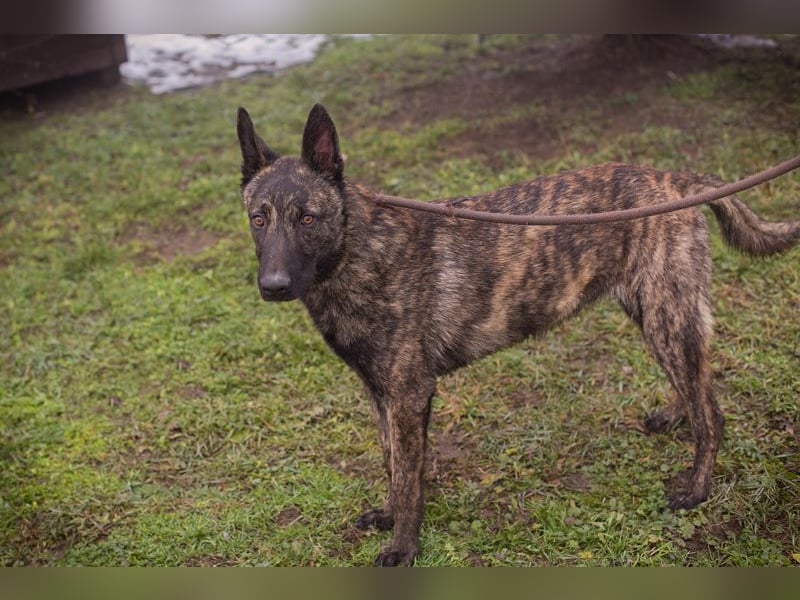 FILOU - lernen, spielen, kuscheln - wer schenkt mir ein tolles Zuhause?