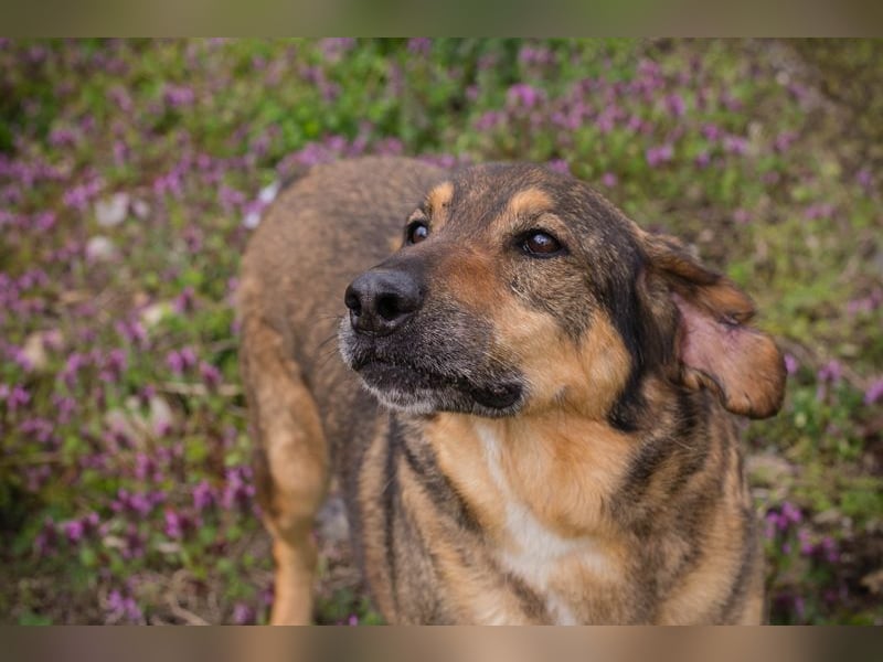 SANAJ - der liebe Rüde mit dem treuen Blick sucht sein Für-Immer Zuhause