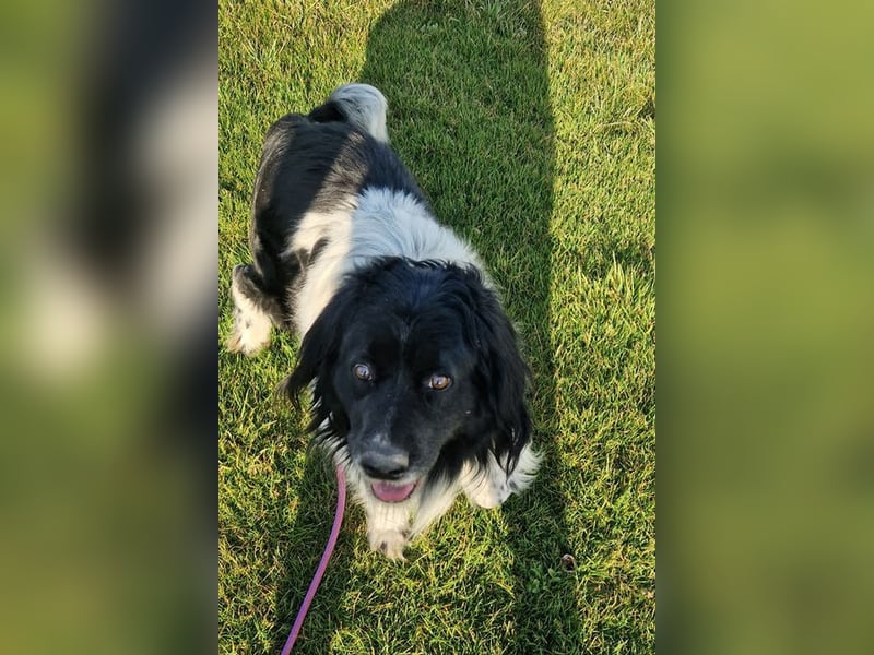 CRNI - der neugierige und aktive Rüde sucht eine unternehmungslustige Familie!