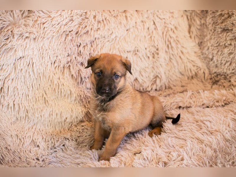 Welpe DUPLO - ich wünsche mir eine Familie, die mich liebt und nie mehr alleine lässt!