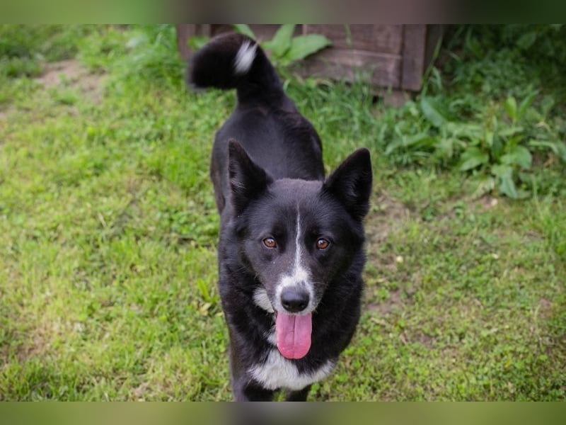 ANELA - die neugierige und kluge Hündin wünscht sich eine liebe Familie zum Lernen und Kuscheln