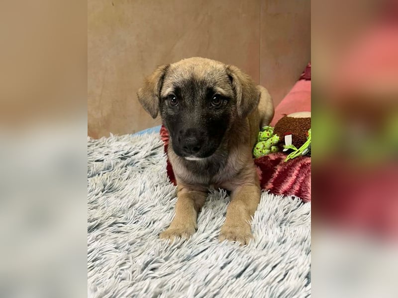 Welpe Chip-Nr. 256271 - wenn ich groß bin möchte ich eine richtige Familienhündin sein!