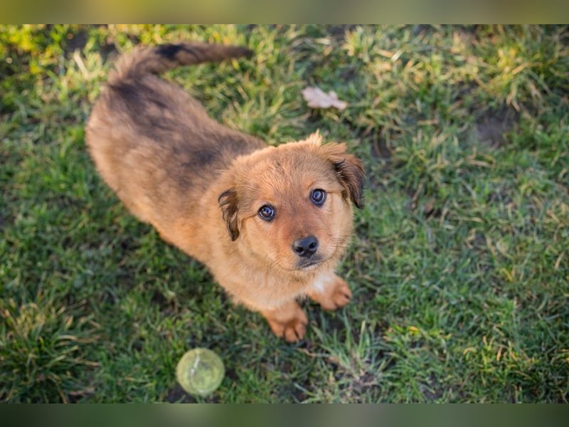 Welpe MILLA - ich bringe eine große Portion Leben und Frohsinn in dein Zuhause!