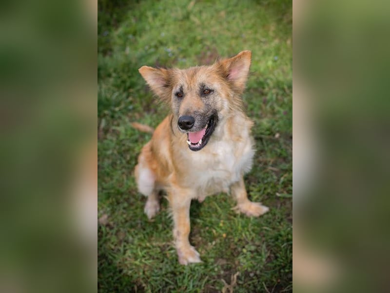 NALA - wer zeigt der lieben Maus, wie schön ein Hundeleben sein kann?