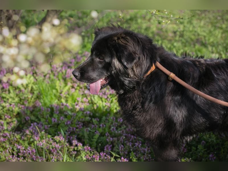 Chip-Nr. 270037 - ich wünsche mir eine Familie die mich liebt und mich nie mehr alleine lässt