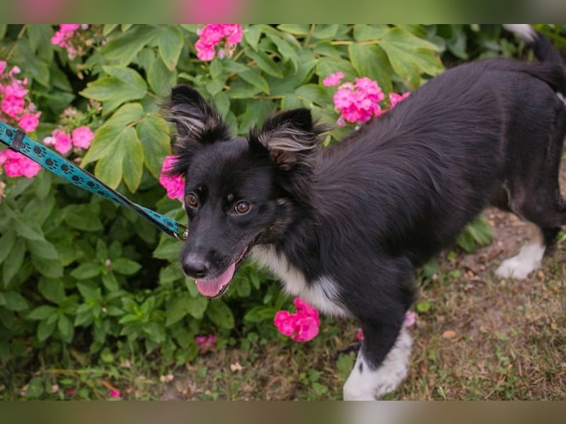 TESSA - die süße Maus sucht ein liebevolles Für-Immer Zuhause!